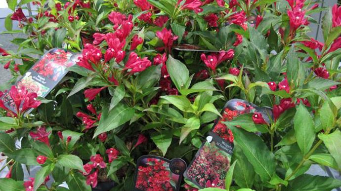 Photo : Valérie Vidril Mention spéciale pour Weigela ALL SUMMER RED® ‘Slingco 1' (G. Hoogenraad). Petit arbuste compact (jusqu'à 80 centimètres de haut) s'ornant de nombreuses fleurs rouges en début d'été.