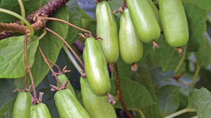 Photo : Green is life Mention spéciale pour Actinidia kolomikta ‘Vitakola' (Clematis Zródlo Dobrych Pnaczy). Fruits allongés et aromatiques de 4-4,5 cm de long jaune verdâtre. Résistant à des températures négatives (zone 4) sauf en saison de croissance.