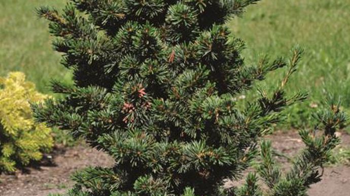 Photo : Green is life Mention spéciale pour Pinus parviflora ‘Gyok-kasen' (Jolanta et Jan Nowaczyk,Pologne). Port érigé et compact, aiguilles courtes groupées par cinq, croissance très lente.