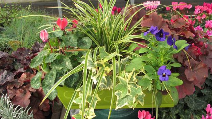 © Valérie Vidril Des compositions en jardinière sont proposées en exemple. Le client n'a plus qu'à sélectionner les plantes pour reproduire le modèle. 