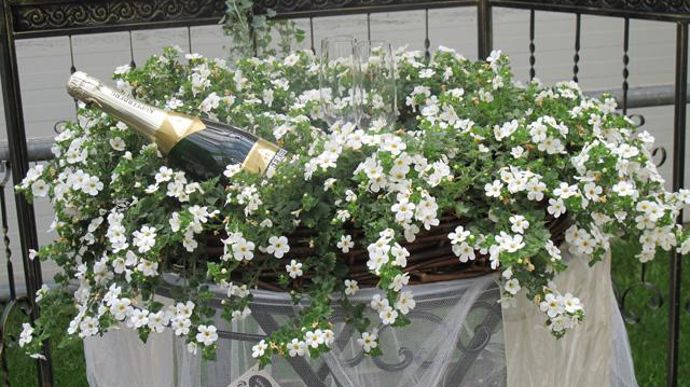 01. Bacopa ‘White Wedding'. Nouveauté 2011/2012.