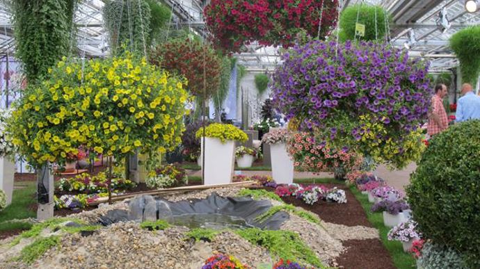 02. Calibrachoa ‘Celebration' en assortiment.