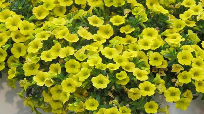 03. Calibrachoa ‘Celebration' Banana. Nouveauté 2011/2012.