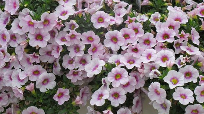 04. Calibrachoa ‘Celebration Dream Kisses' Magnolia en pre-introduction.