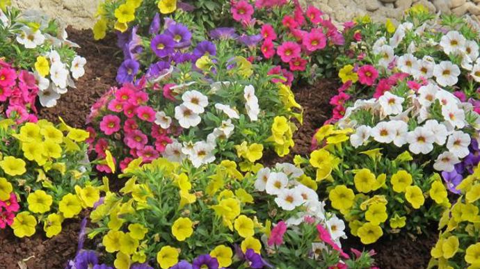 05. Calibrachoa ‘Celebration' en mélange de 4 couleurs (pre-introduction).