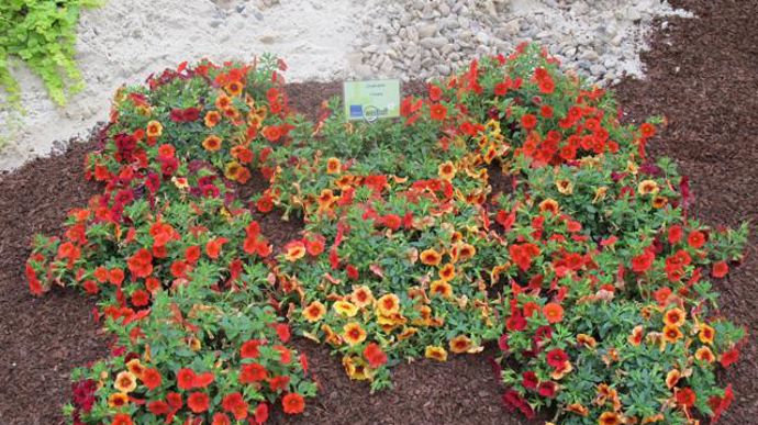 06. Calibrachoa ‘Celebration' mélange « Vulcano ». Nouveauté 2011/2012.