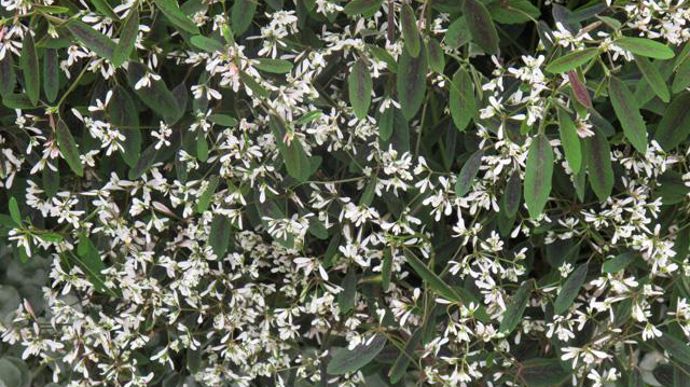 07. Euphorbia ‘Starblast' White. Nouveauté 2011/2012.