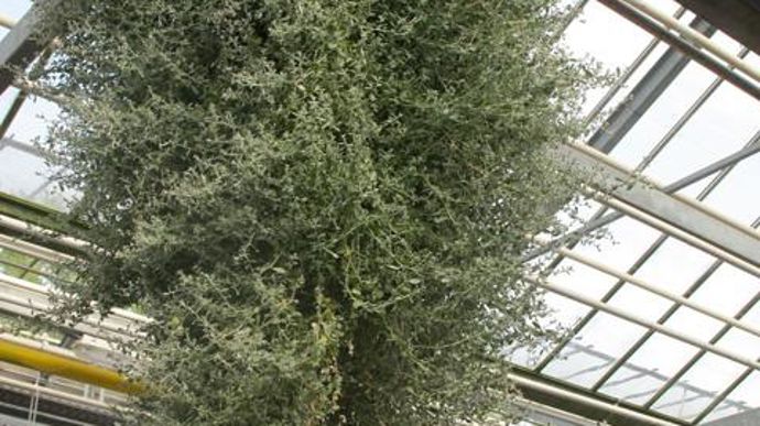 08. Helichrysum ‘Silverstar' en suspension. Nouveauté 2011/2012.