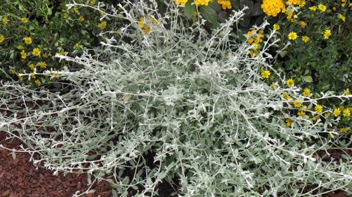 09. Helichrysum Silverstar. Nouveauté 2011/2012.