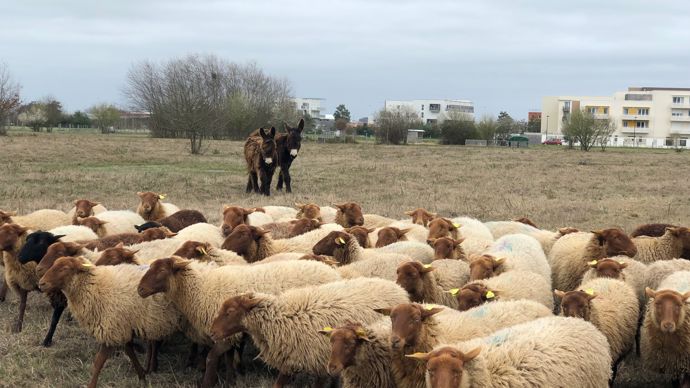L'éco-pâturage est pratiqué depuis de très nombreuses années par l'entreprise Edelweiss qui est entrée dans le groupe fin 2020. La société est le premier éleveur de France de la race Solognote. Le savoir-faire d'Edelweiss a été dupliqué dans le groupe.