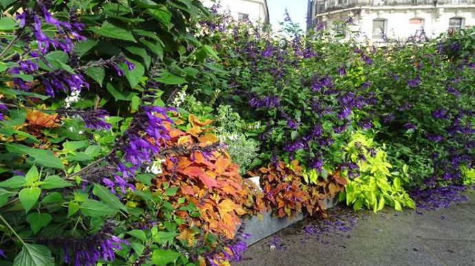 © Sébastien Guillet Fleurissement cet été 2015 à Angers (49). 