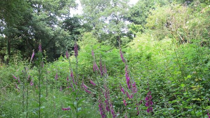 ©Odile Maillard Une clairière, agrandie cette année, met en valeur des digitales arrivées spontanément.