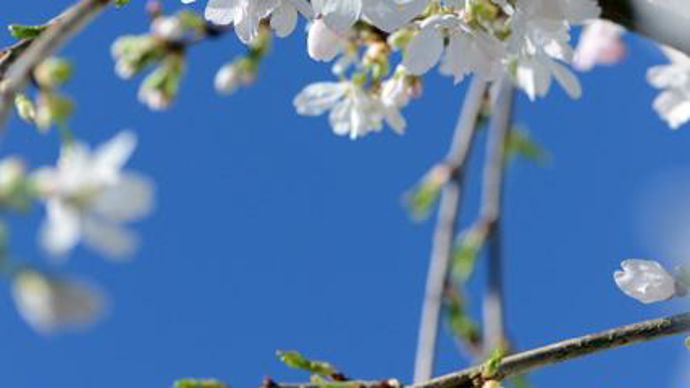 10. …/… Prunus incisa ‘Frilly Frock'. Il présente un port pleureur, une profusion de fleurs blanches au printemps (fin mars à mi-avril) et un faible développement : c'est un véritable bijou pour les petits jardins.