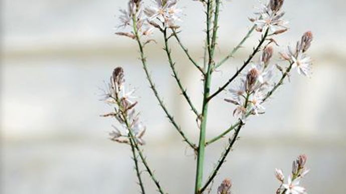 11. Coup de coeur du jury. Asphodelus ramosus (photo plan large). A redécouvrir et à adopter sans hésiter dans les jardins, cette herbacée vivace pousse spontanément dans le sud de la France. Son beau feuillage étroit, vert bleuté, persiste sous climat doux. (Exposition : soleil. Sol : drainé, voire calcaire et caillouteux. Rusticité : -15°/-20°C. Taille : 1.50 m x 50 cm). Pépinière Flore des Sables, 85 340 Olonne-sur-Mer - www.pepiniere-poiroux.fr 