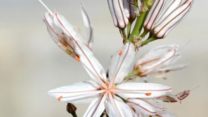 12. …/…  Asphodelus ramosus. Spectaculaire et très graphique, elle développe une floraison printanière (avril-mai) très légère. Les grandes hampes florales ramifiées accueillent une véritable nuée d'étoiles blanches délicatement veinées de brun, suivies de fruits ronds en été.