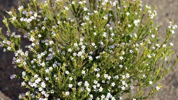 13. Prix de la SNHF. Diosma hirsuta ‘Pink Fountain' et ‘Sunset Gold' (photo plan large). Originaire d'Afrique du Sud et encore peu connu, ce petit arbuste aux airs de bruyère a été remarqué 
pour l'intérêt de son feuillage et la longueur de sa floraison. Avec son port compact et arrondi, son beau feuillage persistant et odorant au moindre mouvement des feuilles, il fera merveille en pot sur les terrasses et les balcons. (Exposition : soleil, en situation abritée. Sol : normal. Taille : 1 m x 1 m. Rusticité : -7°C environ, à protéger l'hiver). Pépinière des Vieilles Forges, 29 630 Plougasnou - www.pepinieresvieillesforges.fr 