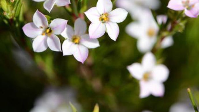 14.…/… Diosma hirsuta ‘Pink Fountain' et ‘Sunset Gold'. Sa multitude de petites fleurs plusieurs mois durant (mars à juin) se compose : de fleurs blanches puis roses, sur fond de feuillage vert clair puis vert foncé pour ‘Pink Fountain' (photo) ; de fleurs blanches sur fond de feuillage vert doré très lumineux pour ‘Sunset Gold'.