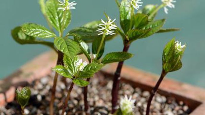 15. Mention SNHF. Chloranthus japonicus (photo plan large). Cette petite vivace érigée, originaire des forêts et lieux humides d'Asie tempérée et septentrionale, se plaira en pot ou en sous-bois où elle se naturalisera en tapis. (Exposition : mi-ombre, ombre. Sol : drainé, humifère. Rusticité : -18°C. Taille : 10-30 cm). Pépinière Sous un Arbre Perché, 61 130 Igé - www.sousunarbreperche.fr 
