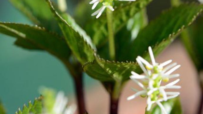 16. …/… Chloranthus japonicus. Elle se distingue par sa floraison printanière (avril/mai), et une inflorescence unique en forme d'épi qui émerge entre quatre feuilles d'un beau vert brillant au bord dentelé.