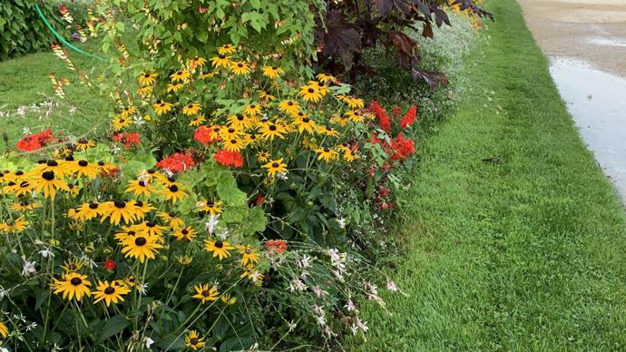 Au jardin des plantes, les rudbeckias sont mis en situation paysagée avec de nombreuses autres espèces et variétés qui participent au fleurissement estival du jardin public. De belles vitrines vivantes.
