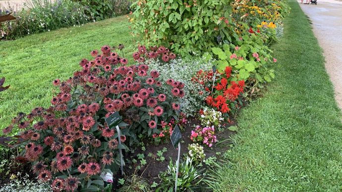 Rudbeckia hirta FLAMENCO45® Dark Orange.