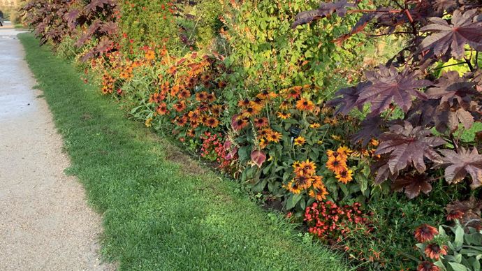 Déclinaison de tons orangés, brun, bordeaux… ave, en avant-plan, Rudbeckia hirta ‘Autumn Colors’.