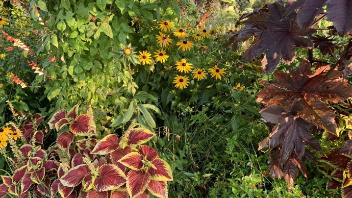 Rudbeckia fuldiga Sullivanii ‘Goldsturm », jaune d’or classique.