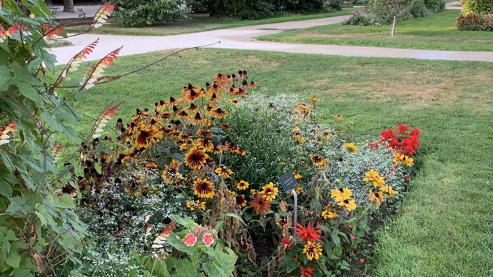 Rudbeckia hirta ‘Orange Fudge’.