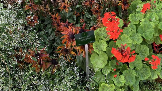 Rudbeckia hirta ‘SmileyZTM Loving’.