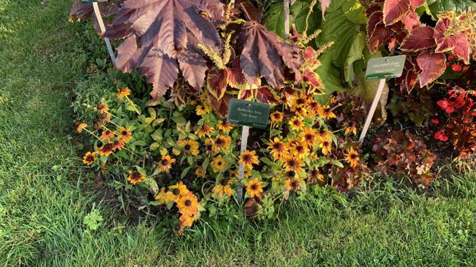 Rudbeckia hirta ‘Toto Rustic’.
