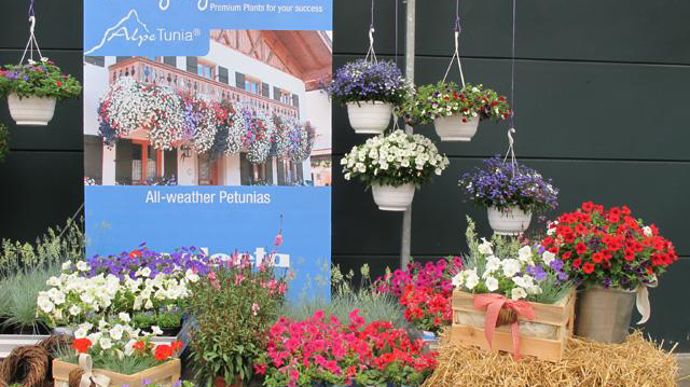 ©Odile Maillard L'été dans les Alpes : mise en scène pour les producteurs (Selecta). 