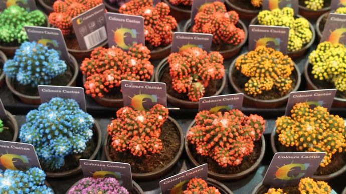 En 2019, les crassulacées misent sur le fluo… ©Odile Maillard