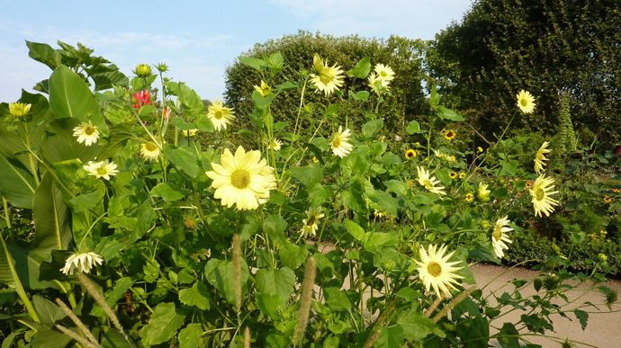 Helianthus debilis 'Italian Green Heart', de Sahin-Takii.