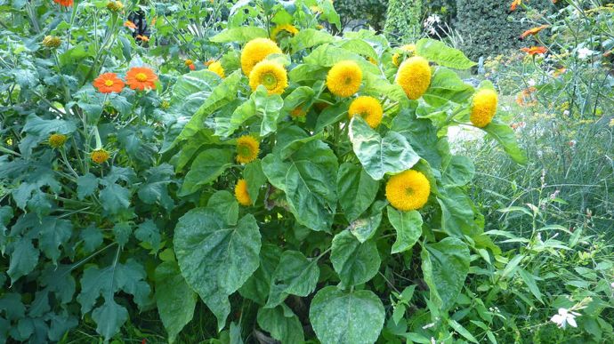 Helianthus annuus nain 'Sungold' (‘Teddy Bear’), d’Econseeds.