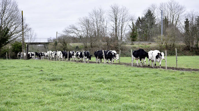 Construit en béton rainuré sur une longueur de 80 mètres, le chemin relie l’accès aux prairies et l’entrée dans le bâtiment où les vaches circulent tous les jours. Il est raclé chaque jour en même temps que l’aire d’exercice. Les autres chemins sont faits de cailloux.