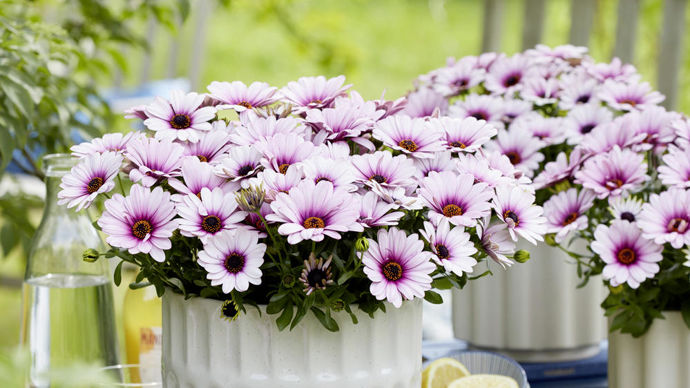 Osteospermum ‘Sunny Klaudia’, présenté par Beekenkamp Plants.