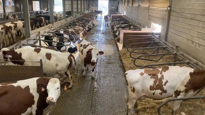 Le bâtiment de Villars-le-Sec dispose de 75 places, dédiées aux vaches fraîchement vêlées. Il est équipé d'une salle de traite TPA 1x10.