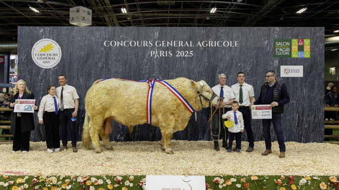 Toranto au Gaec Richard, champion de la race charolaise