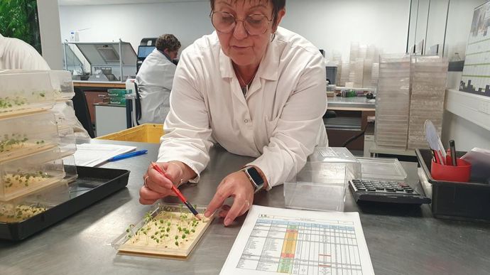 Dans le laboratoire sont notamment effectués des tests de germination. Le travail de comptage des supports de culture nécessite rigueur, concentration et minutie…