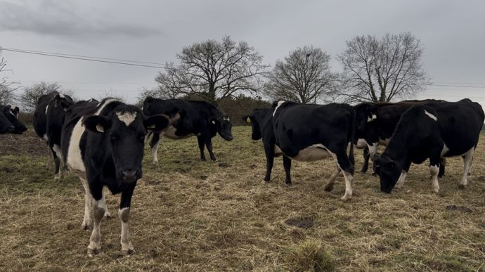 Le couple a acheté 70 génisses amouillantes frisonnes en direct à un éleveur irlandais. Elles sont arrivées à la ferme trois mois avant leur installation.