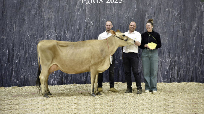 Royale au SCEA Gaborit, grande championne et championne adulte de la race jersiaise du Concours général agricole au Salon de l'agriculture de 2025.