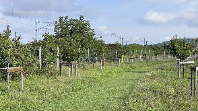 L’allée fruitière est composée principalement de variétés anciennes locales.
