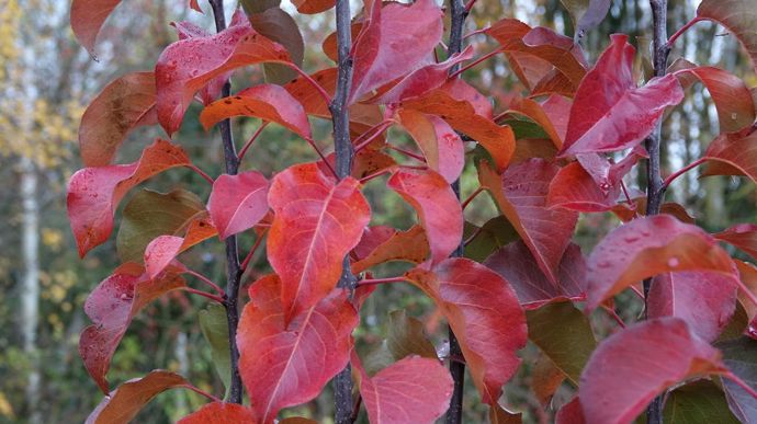 Pyrus  JFS Javelin NCPX1.
