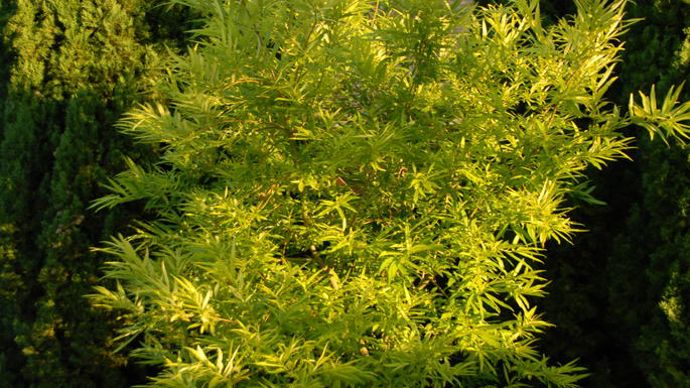 Salix udensis Golden Sunshine.
