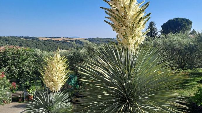 Yucca rostrata.