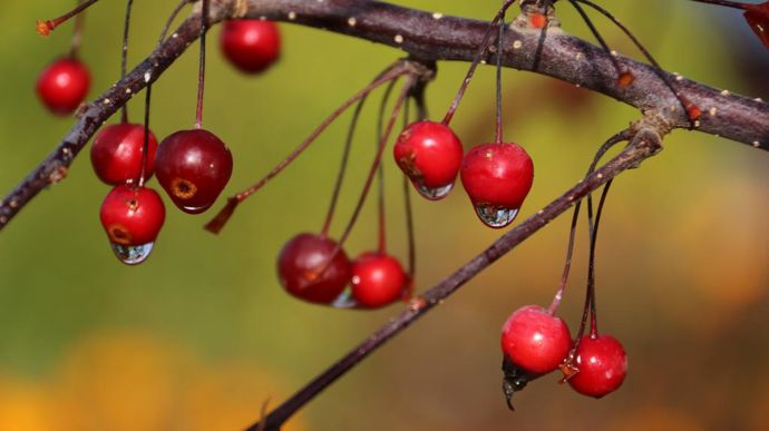 Malus Royal Raindrops.