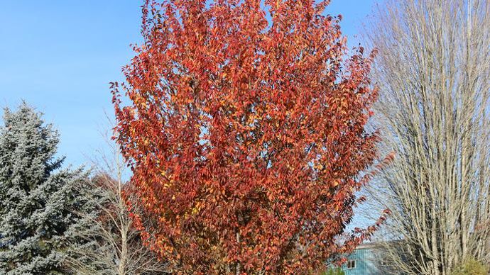 Prunus x First Blush JFS-KW14.