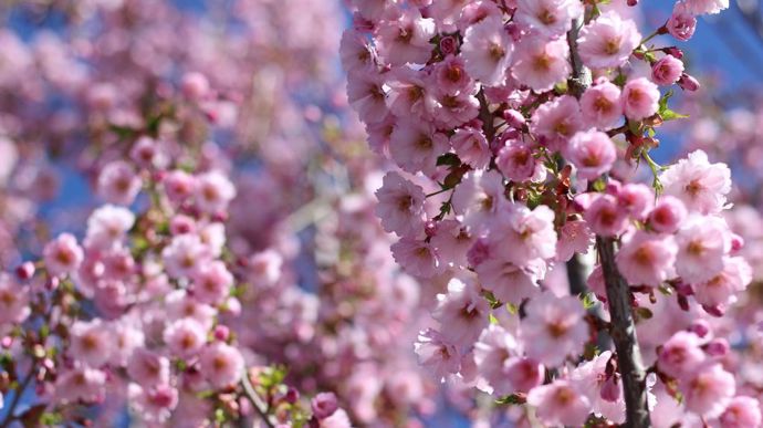 Prunus x First Blush JFS-KW14.