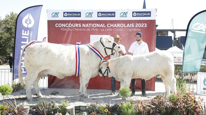 Bien suitée, la grande championne Première décroche les prix de synthèse, championne sénior et grande championne femelles.