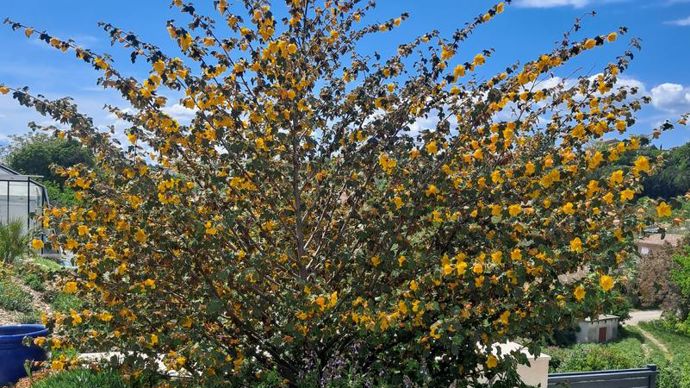 Frementodendron.